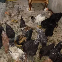 مرغ خروس محلی