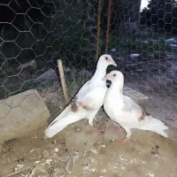 کفتر تکپر و المانی