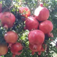 انار تازه و درشت و یکدست