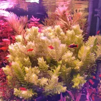 گیاهان خاص اکواریوم پلنت هلندی|ماهی|تهران, دولتخواه جنوبی|دیوار