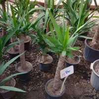 گل و گیاه آپارتمانی قیمت مناسب|گل و گیاه طبیعی|تربتحیدریه, بی بی حسنیه|دیوار