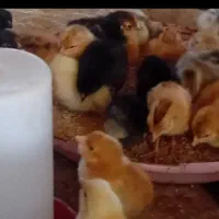 جوجه محلی