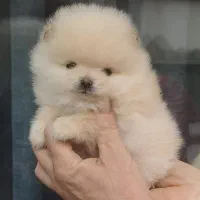 سگ پامر خرسی مستقیم از پرورشدهنده بدون واسطه|سگ|شیراز, باهنر|دیوار