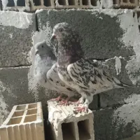 کفتر هفت رنگ