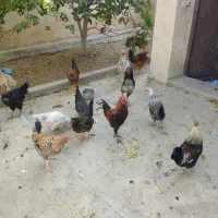 مرغ و خروس