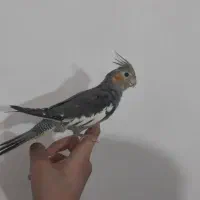 عروس هلندی سخنگو