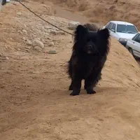 پامر مشکی نر