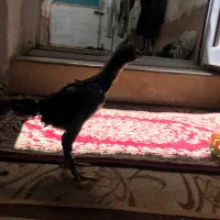 لاری اوشامو هر دو خروس