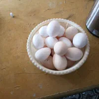 تخم مرغ گلین اصل