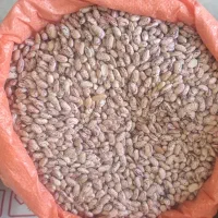 حبوبات تازه بار وبرنج