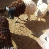 بره نر معاوضه میش زاییده