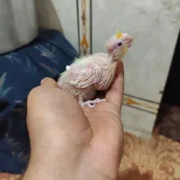 عروس هلندی|پرنده|خرمشهر, |دیوار