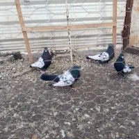 کبوتر سینه سیاه|پرنده|چناران, |دیوار