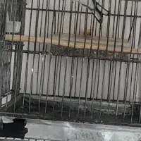 سهره تازه مست