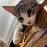 گربه گمشده|حیوانات|مرند, |دیوار