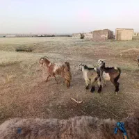 بز و بیگ