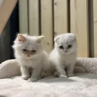 گربه اسکاتیش فولد و پرشین ردپوند