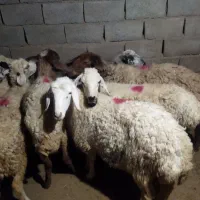 ۸ راس میش داشتی آبستن|حیوانات مزرعه|سبزوار, قصبه شرقی|دیوار