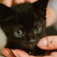 واگذاری گربه