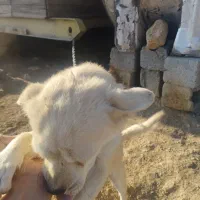 واگذاری سگ پاپی|سگ|باغ بهادران, |دیوار