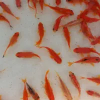 ماهی قرمز|ماهی|گلپایگان, |دیوار