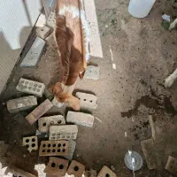 بزغاله جنس دار ماده|حیوانات مزرعه|تربت جام, بوستان وحدت|دیوار