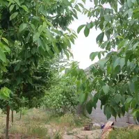 باغ ۱۰۰۰متری