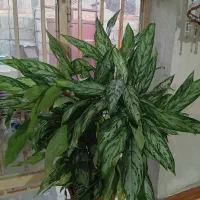 گلی جوان و گوره