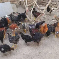 مرغ وخروس رسمی جوان