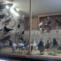 کبوتربوم|پرنده|مشهد, رده|دیوار