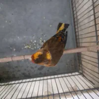 سهره قناری|پرنده|اسلام‌شهر, شهرک سالور|دیوار