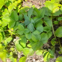 ریشه توت فرنگی