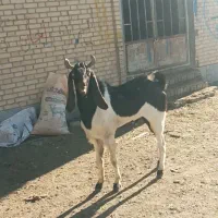 یک‌راس‌تکه‌گلابی