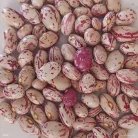 لوبیا چیتی