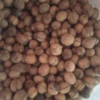گردو