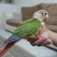 طوطی گیرینچیک  دستی|پرنده|کرج, خلج آباد|دیوار