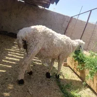 بره وطنی نر ....