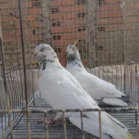 تعدادی کبوتر تهرانی یجا|پرنده|بومهن, |دیوار