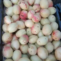 زردالو درشت ماتیکی عنبران درجه یک