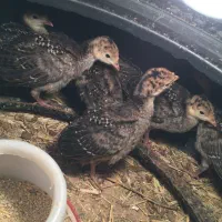 لاری وایام سمانی وجوجه|حیوانات مزرعه|شیراز, وزیرآباد|دیوار