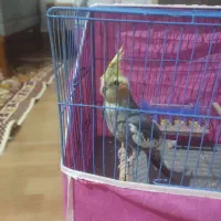 جوجه عروس نر ابلغ|پرنده|صومعه‌سرا, |دیوار
