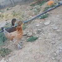 اردک با یک مرغ پاپری