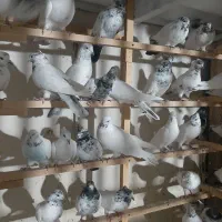 ۹۰طوق کفتر پرشی گلچین|پرنده|اسلام‌شهر, شاطره|دیوار