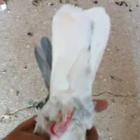 چند عدد کبوتر نر|پرنده|رفسنجان, |دیوار