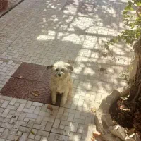 واگذاری رایگان سگ|سگ|رودهن, |دیوار