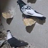 کبوتر