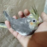 جوجه عروس هلندی