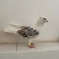 دوکت نر عتیقه