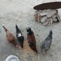 مرغ وخروس