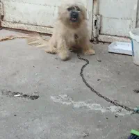 فروش سگ|سگ|آستانه اشرفیه, |دیوار